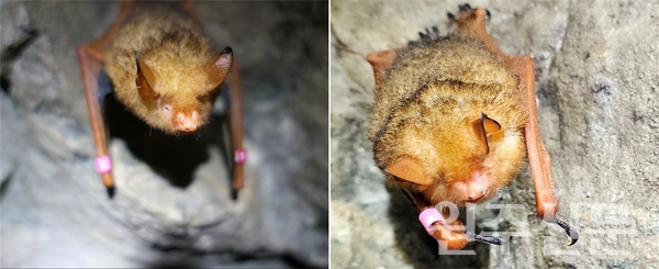 △지난 4월 6일 치악산에서 촬영된 붉은박쥐 [사진=국립공원공단 국립공원 연구소 제공]